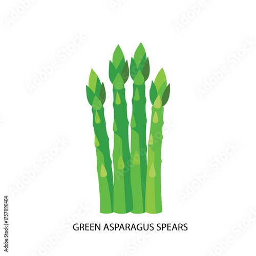 Vector art of a bunch of fresh green asparagus spears, a healthy vegetable perfect for cooking and healthy eating