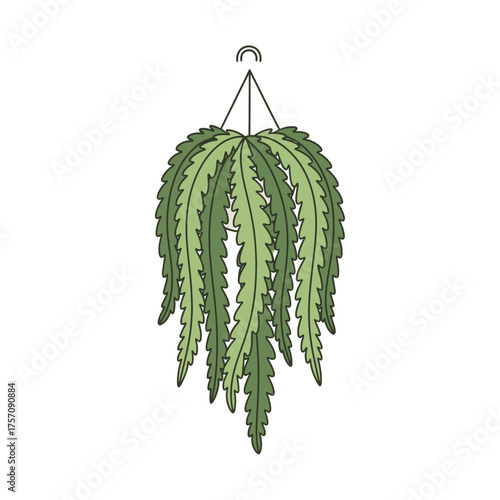 Hanging Basket Fern with Serrated Fronds and Simple Hanger.