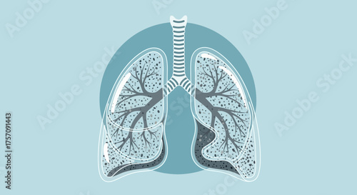 Human Lungs Anatomy Illustration, Respiratory System, Medical Concept, Health Care.
