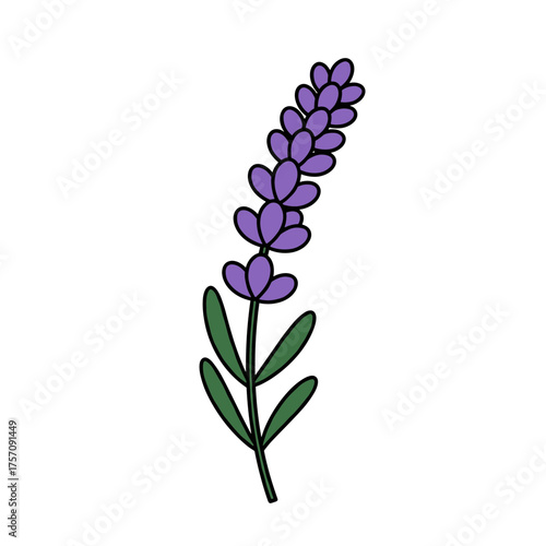 Simple Lavender Flower Stem Cartoon Vector Illustration