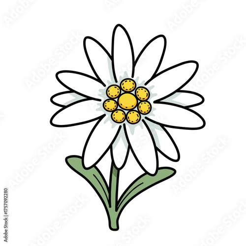 Simple Cartoon Edelweiss Flower Illustration, Alpine Mountain Blossom Vector Art