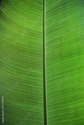 Gros plan feuille de bananier.