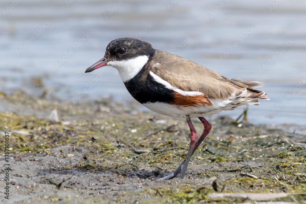 Fototapeta premium Red-kneed Dotterel Walking Along Muddy Wetland Edge
