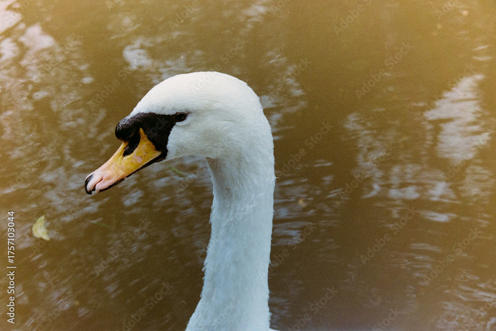 Obraz premium mute swan cygnus olor