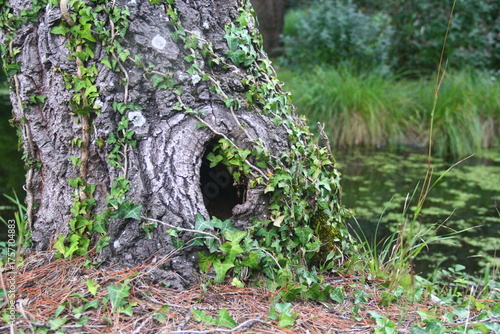 Plan rapproché d'une cavité dans un tronc d'arbre.