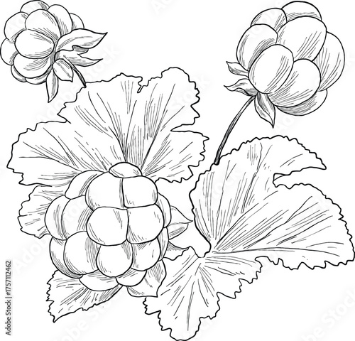 Cloudberry Botanical Hand Drawing Illustration