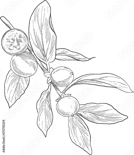 Ceylon Gooseberry Botanical Hand Drawing Sketch