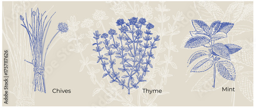 Chives, Thyme and Mint vintage botanical poster classic herb illustration set