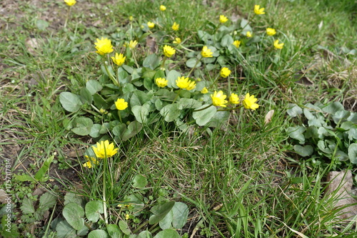 Not completely opened yellow flowers of lesser celandine in April