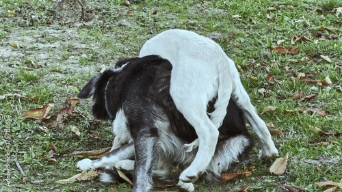 Two dogs engage in playful wrestling on a grassy field scattered with leaves, capturing a joyful moment of natural interaction and companionship. One white dog with a red collar is on top of a black d