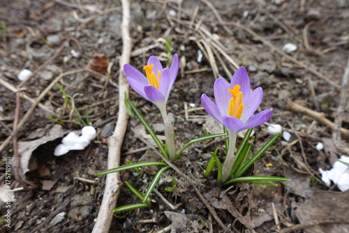 Photos 2 light violet flowers of Crocuses in March