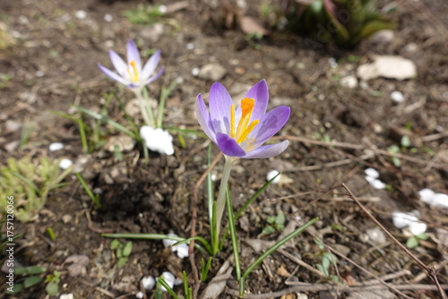 Φωτογραφία Light violet flowers of two crocuses in March