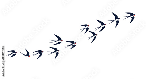 A flock of swallows flying in a V formation across a white background.
