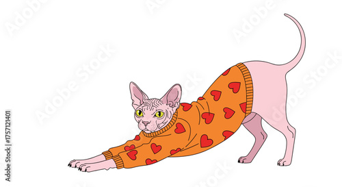 A hairless cat in a sweater with hearts stretches its body.