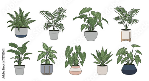 A collection of potted houseplants in various planters with green foliage and detailed leaves.