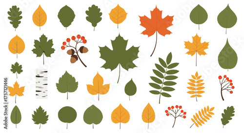A Diverse Collection Of Autumn Leaves And Berries In Various Colors And Shapes.