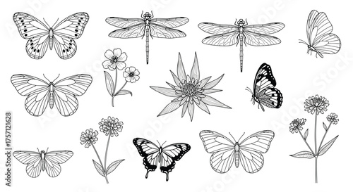 A collection of delicate black and white line art illustrations featuring various insects and floral elements.