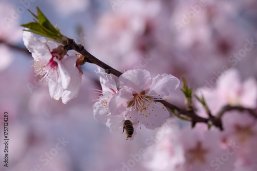rosa Blüten mit Biene