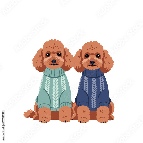 Two cute brown poodles wearing knitted sweaters sitting together in the studio.