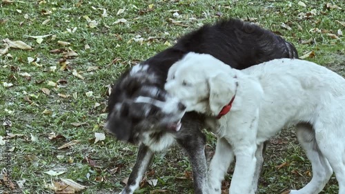 Two dogs engage in playful wrestling on a grassy field scattered with leaves, capturing a joyful moment of natural interaction and companionship. One white dog with a red collar is on top of a black 