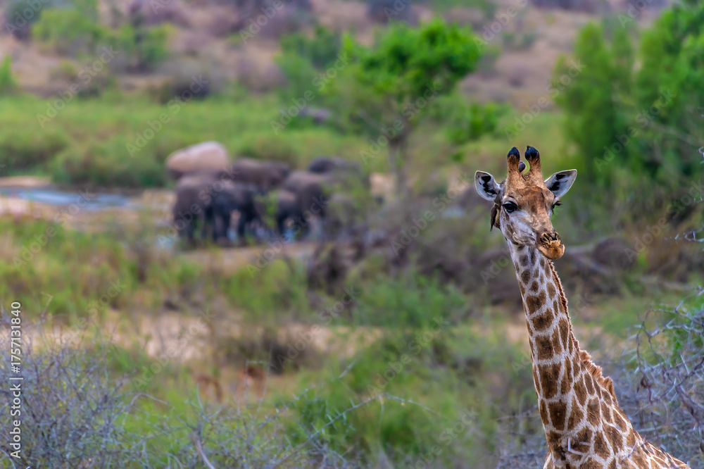 Obraz premium A view of a giraffe with a backdrop of Kruger national park, South Africa in Springtime