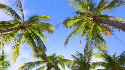 Wallpaper Mural Tropical palm trees swaying under clear blue sky on a sunny day Torontodigital.ca