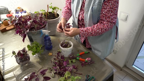 Woman hands replant a Tradescantia leaves flower in a pot. Grandma house flowers. Floriculture hobby. Houseplants care