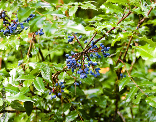 Clusters of blue berries grow among glossy green leaves in Snoqualmie Falls, Washington, capturing the lush beauty of Pacific Northwest forest life.