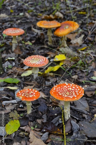 A group of Amanita muscaria grows in the forest.