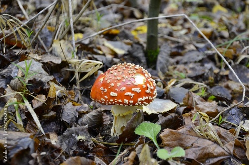 A young poisonous fly agaric grows in the forest.