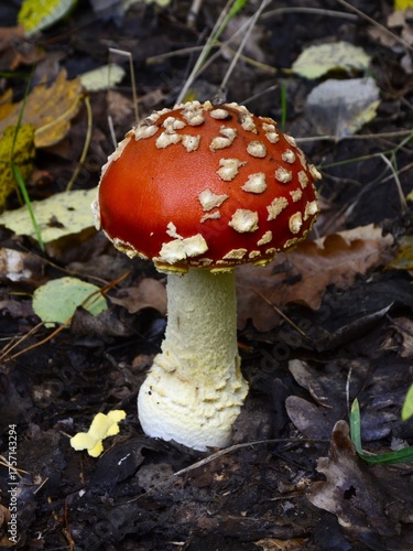 A young poisonous fly agaric grows in the forest