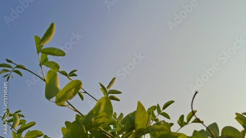 Fresh green leaves video under clear blue sky