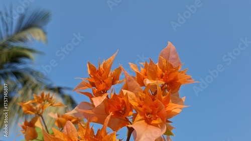 Beautiful orange bougainvillea flowers video under blue sky