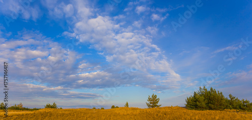 pine tree forest among sandy prairie under a blue cloudy sky
