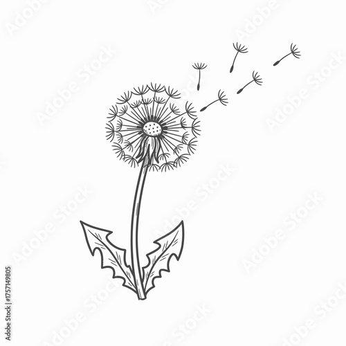 Dandelion Seed Dispersal - A Delicate Dance of Natures Resilience.