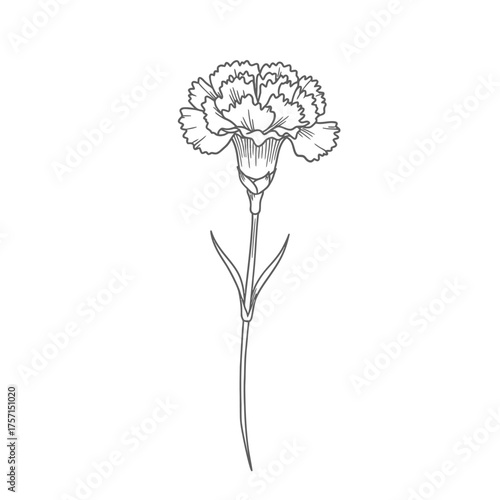 Hand drawn carnation flower line art illustration isolated on white.