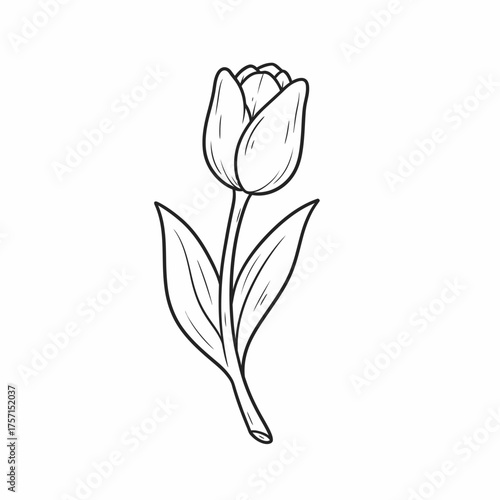 Simple Line Drawing of a Single Tulip Flower with Leaves.