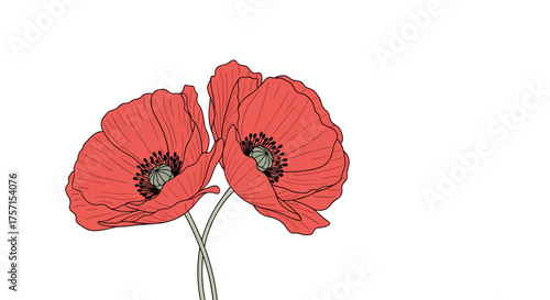 Vibrant red poppies blooming in a field of green grass. .