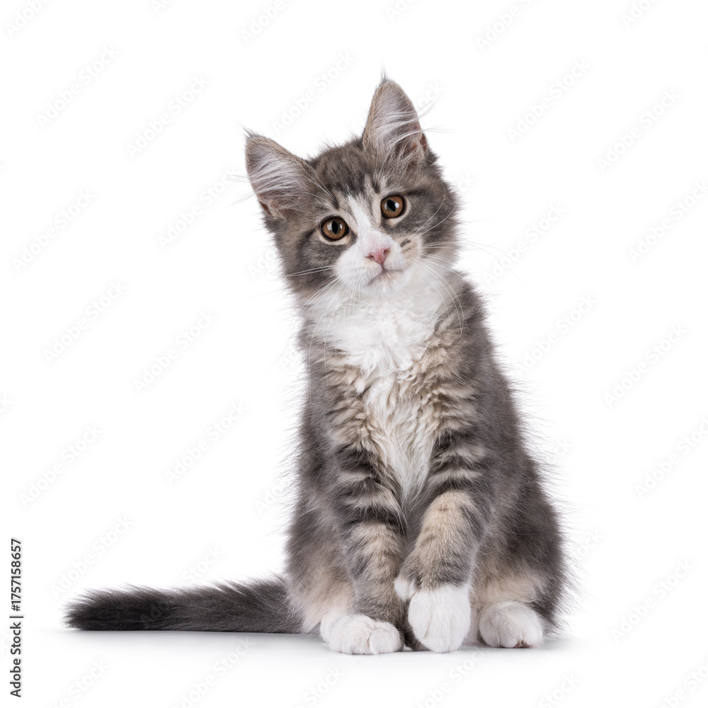 Obraz premium Maine Coon polydactyl cat kitten sitting up facing front, with paw lifted. Looking straight to camera. Isolated on a white background