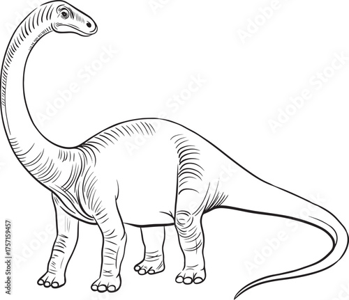 Detailed black and white vector drawing of Diplodocus dinosaur with long neck and tail, prehistoric sauropod illustration for coloring pages and paleontology education