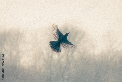Obraz na plátne small bird with open wings