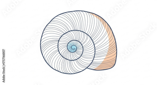 Detailed line art illustration of a stylized marine seashell featuring an elegant fibonacci spiral pattern, enhanced with subtle peach and blue accents.