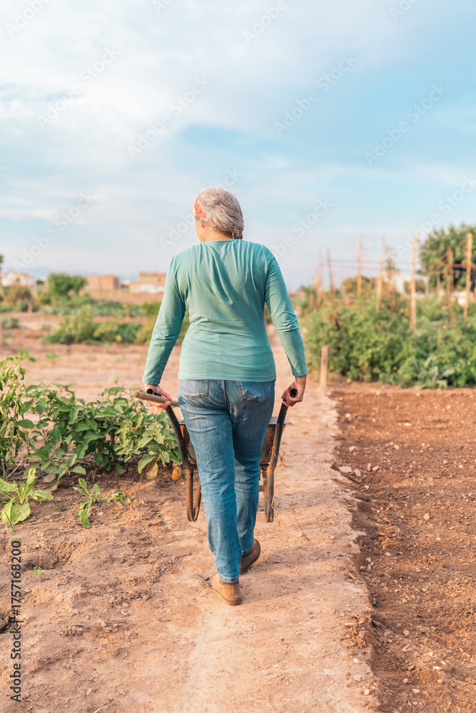 Fototapeta premium Rear view of senior woman pushing wheelbarrow along path in vegetable patch