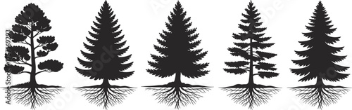 Set of five pine and spruce tree silhouettes with roots, isolated vector illustration showing different evergreen shapes and forest growth pattern