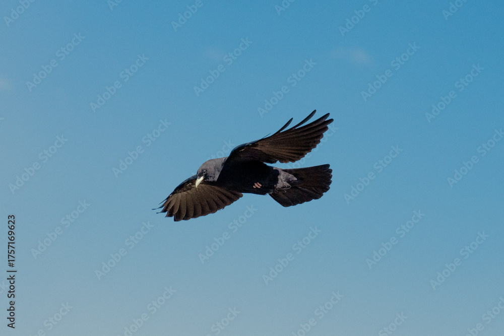 Fototapeta premium Alpine chough in the air