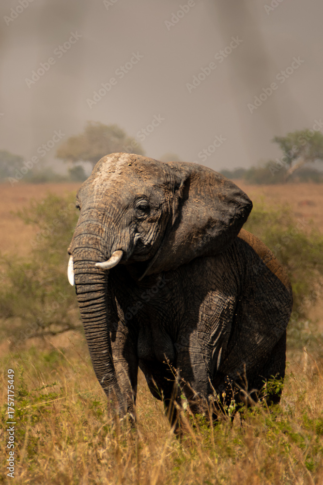 Fototapeta premium Golden Hour Giants: Elephants of the Ugandan Savannah