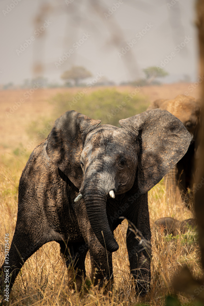 Fototapeta premium Golden Hour Giants: Elephants of the Ugandan Savannah