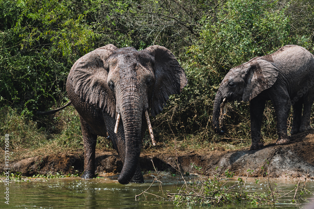 Fototapeta premium Gentle Giants Roaming Uganda’s Wild Plains
