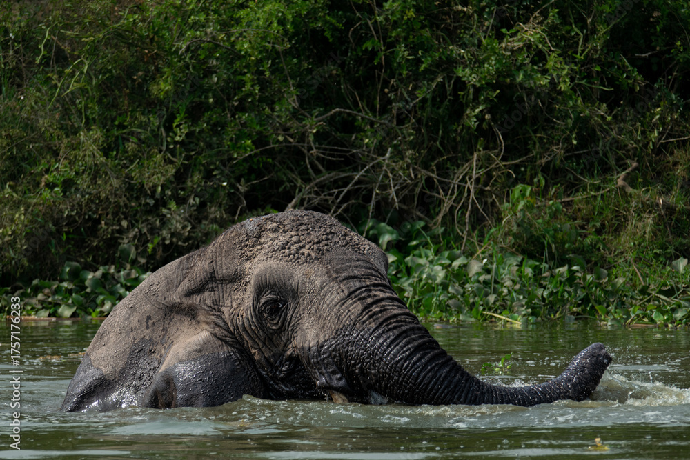 Fototapeta premium Silent Power: African Elephants in the Morning Light