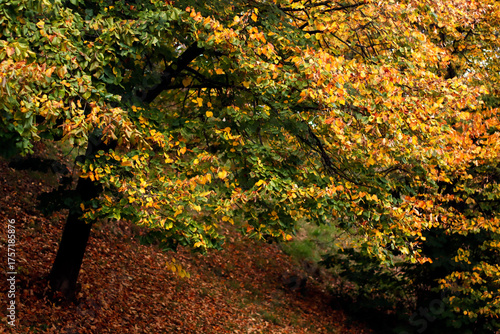 Autumn colors in the park
